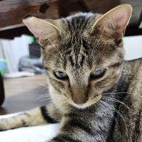 モトミさん
