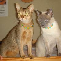 長いしっぽ 会員画像