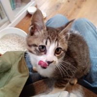 baron kuma 会員画像