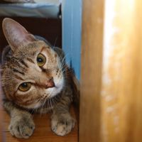 にゃこあに 会員画像