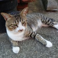 ネルソンさん