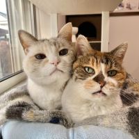 ミットン 会員画像