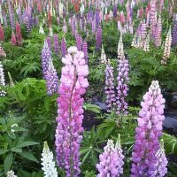 ちとせこ 会員画像