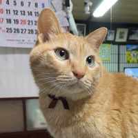 さとうK 会員画像