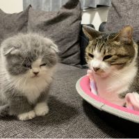 りんななまる 会員画像