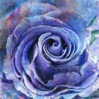 ガラスの薔薇さん