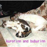 kurorinn