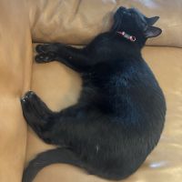 シャノワール. 会員画像