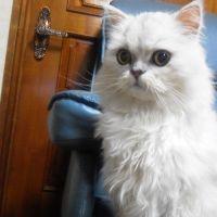 Cataholic 会員画像