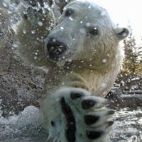 Polar bear 会員画像