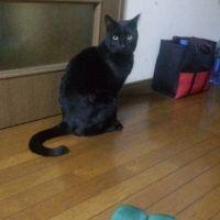 アルト♡ 会員画像