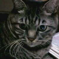 neko戦車 会員画像
