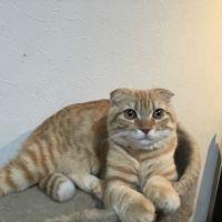 ギミやん 会員画像