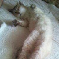 ドラぴこ 会員画像