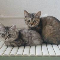 会員画像