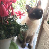 猫 猫の生態 体 獣医師に 尻尾切るしかない と言われました ネコジルシ