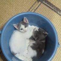 於よし 会員画像