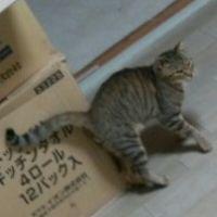 いちごしらたま 会員画像