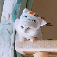 くーみん 相棒探し中 会員画像