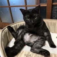 ししすけ 会員画像