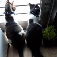 ニャ美 会員画像