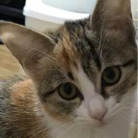 生後8ヶ月のルル 会員画像