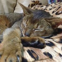 猫太郎4号 会員画像