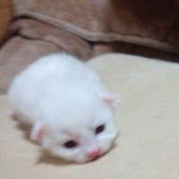 こてまま 会員画像