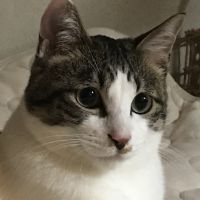 チャメっこ用務員 会員画像