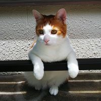 たじゅまろ 会員画像