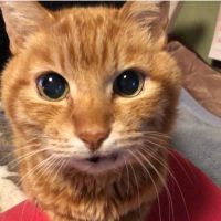 サクコ 会員画像