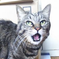 tenco 会員画像