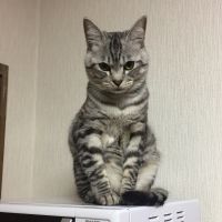 とらのしん 会員画像