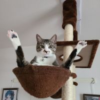 猫好き しずく 会員画像