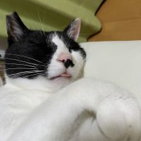 パンキーさん