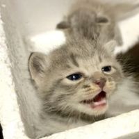 アリスのママ 会員画像