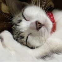 おでん 会員画像