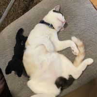 らーこ 会員画像