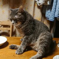 とのちゃ 会員画像