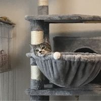 まこもねこ 会員画像