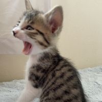 テンテンタンタン