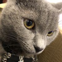 リュー 会員画像