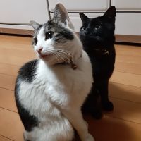 にゃんまりんさん