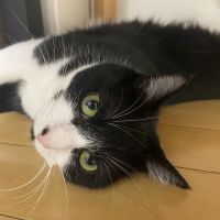 はとりねこさん