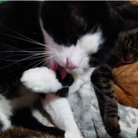 ヨッシー改さん