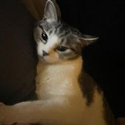 ネココこ 会員画像