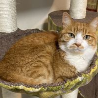 ねこもふころりんさん