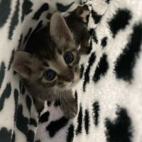 こんぶたろう 会員画像