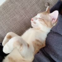 あああゆ 会員画像