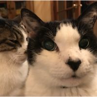 にゃんごうるさん